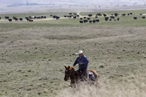 Cattle rancher Joe Whitesell rides his horse in a field near Dufur, Ore., as he helps a friend herd cattle on March 20, 2020. Oregon's reputation for political harmony is being tested as a Republican walkout in the state Senate continues for a third week. The boycott could derail hundreds of bills and approval of a biennial state budget, as Republicans and Democrats refuse to budge on their conflicting positions over issues including abortion rights, transgender health and guns. (AP Photo/Gillia