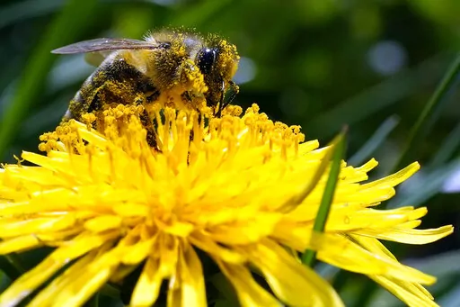 A bee searches for pollen on a flower during a sunny spring day in Belgrade, Serbia, Friday, April 8, 2022. A study published in the journal Nature on Wednesday, April 20, 2022 says habitat loss from big agriculture and climate change are combining to threaten the world's insects. (AP Photo/Darko Vojinovic)