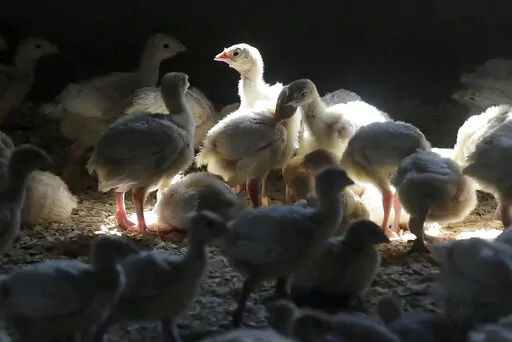 Turkeys stand in a barn on turkey farm near Manson, Iowa on Aug. 10, 2015. When cases of bird flu are found on poultry farms officials act quickly to slaughter all the birds in that flock even when it numbers in the millions, but animal welfare groups say their methods are inhumane. (AP Photo/Charlie Neibergall, File)