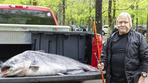 This April 11, 2022 photo provided by the Mississippi Department of Wildlife, Fisheries and Parks and taken in Jackson, Miss. shows  Eugene Cronley of Brandon and the record setting 131-pound (59.4-kilogram) blue catfish he caught, April 7 in the Mississippi River near Natchez. (Blythe Summers/Mississippi Department of Wildlife, Fisheries and Parks, via AP)