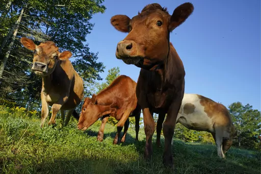 Cows graze in a field at a farm, Aug. 17, 2021, in Penobscot, Maine. The USDA trying to strengthen its system for animal-raising claims such as "pasture raised" and "grass fed". (AP Photo/Robert F. Bukaty, File)