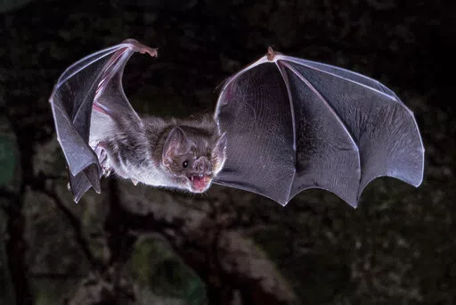 This photo provided by Sherri and Brock Fenton/AAAS in March 2022 shows a vampire bat in flight. According to a report published Friday, March 25, 2022 in the journal Science Advances, scientists have figured out why vampire bats are the only mammals that can survive on a diet of only blood. (Sherri and Brock Fenton/AAAS via AP)