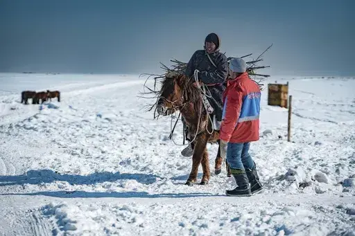 In this photo released by Mongolian Red Cross Society, a Mongolian herdsman prepares wood to provide heating for the family ger past near a member of the Mongolian Red Cross Society in Ulaangom Soum, Uvs province of Mongolia, on March 1, 2024. An extreme weather phenomenon known as the dzud has killed more than 7.1 million animals in Mongolia this year, more than a tenth of the country’s entire livestock holdings, threatening herders’ livelihoods and way of life. (Mongolian Red Cross Society