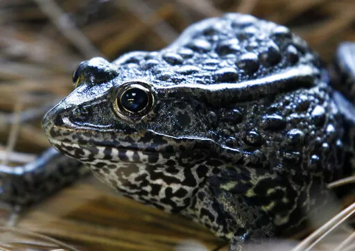 A gopher frog is pictured at the Audubon Zoo in New Orleans on Sept. 27, 2011. The Biden administration on Thursday, June 23, 2022, withdrew a rule adopted under former President Donald Trump that limited which lands and waters could be designated as places where imperiled animals and plants could receive federal protection. (AP Photo/Gerald Herbert, File)