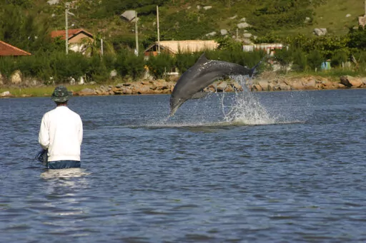In this 2008 photo, provided by Oregon State University, dolphin jump in front of fishermen at Praia da Tesoura, in Laguna, Brazil. In the seaside city of Laguna, scientists have, for the first time, used drones, underwater sound recordings and other tools to document how people and dolphins coordinate actions and benefit from each other’s labor. The research was published Monday, Jan. 30, 2023, in the Proceedings of the National Academy of Sciences. (Dr. Fábio G. Daura-Jorge/Universidade Fed