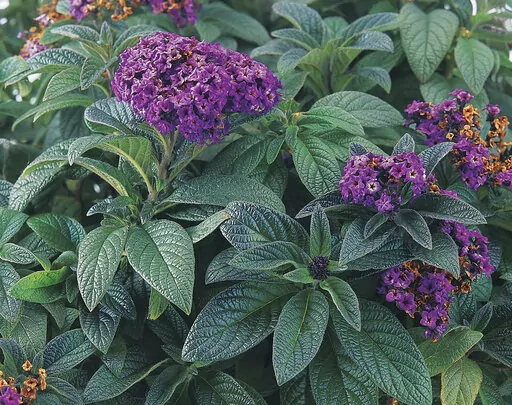This image provided by Proven Winners shows a sweetly scented heliotrope flower, an old-time garden favorite. (Proven Winners via AP)