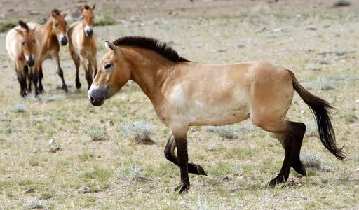 This photo taken on Thursday, June 16, 2011 shows four Przewalski's Horses after being released at the Khomiin Tal reservation in Western Mongolia. Archaeologists have identified the earliest direct evidence for horseback riding – an innovation that would transform human history – in 5,000 year old skeletons in central Europe. (AP Photo/Petr David Josek, File)