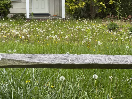 This May 3, 2023, image provided by Jessica Damiano shows overgrown grass and weeds in an unmowed lawn in Glen Head, NY. (Jessica Damiano via AP)