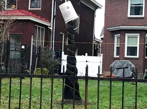 This 2020 image provided by Mary Menniti shows a fig tree wrapped in tar paper and topped with a protective bucket in Pittsburgh. (Mary Menniti/TheItalianGardenProject.com via AP)