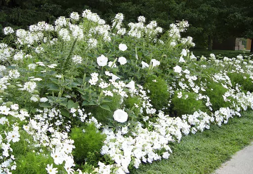 This 2005 image provided by landscape and garden designer Deborah Silver shows a moon garden she designed and planted at the Cranbrook Educational Community museum complex in Bloomfield Hills, Mich.(Deborah Silver via AP)