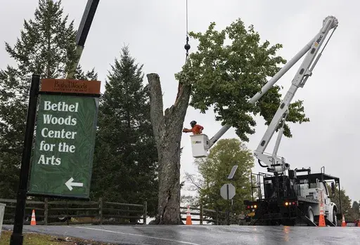 The Message Tree, a tree at the legendary 1969 Woodstock festival used by concertgoers as a sort of message board, is cut down Wednesday, Sept. 25, 2024, at Bethel Woods Center for the Arts in Bethel, N.Y., site of the storied 1969 concert and arts festival. (AP Photo/Craig Ruttle)