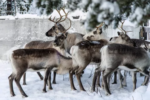 Reindeer in a corral at Lappeasuando near Kiruna, Sweden, await to be released onto the winter pastures on Nov. 30. 2019. Finding food in a cold, barren landscape is challenging, but researchers from Dartmouth College in New Hampshire and the University of St. Andrews in Scotland report that reindeer eyes may have evolved to allow them to easily spot their preferred meal. (AP Photo/Malin Moberg, File)