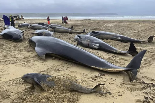 This handout photo issued by British Divers Marine Life Rescue (BDMLR) shows pilot whales in North Tolsta, on the Isle of Lewis, Scotland, Sunday, July 16, 2023. A pod of 55 pilot whales have died after they were found washed ashore on a beach in Scotland in the worst mass whale stranding in the area, marine experts said Monday. Marine rescuers, the coast guard and police were called to Traigh Mhor beach on the Isle of Lewis in northwest Scotland after receiving reports that dozens of the mammal