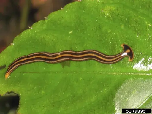 This undated image provided by Bugwood.org shows a hammerhead worm on a leaf in India. The narrow, snakelike flatworm has a head built like that of a hammerhead shark. (Arun T.P./Bugwood.org via AP)