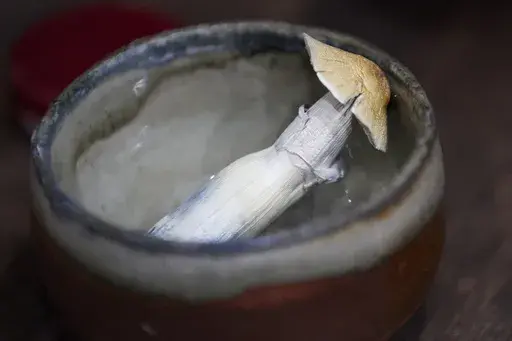 Mushrooms for patient use are shown at a psilocybin service center in Gresham, Ore., Monday, Nov. 18, 2024. (AP Photo/Craig Mitchelldyer)