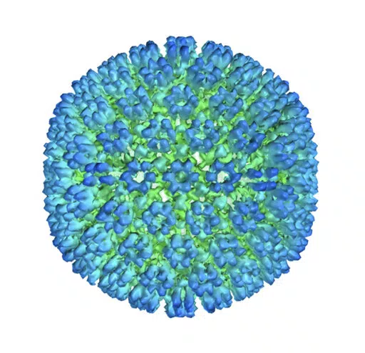 This image provided by U.S. Department of Health and Human Services shows an illustration of the outer coating of the Epstein-Barr virus, one of the world’s most common viruses. New research is showing stronger evidence that Epstein-Barr infection could set some people on the path to later developing multiple sclerosis.   (U.S. Department of Health and Human Services  via AP)