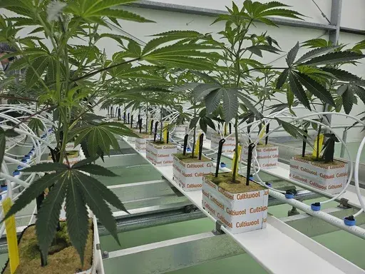 Cannabis plants sit in the Hollandse Hoogtes growing facility in Bemmel, Netherlands, Monday, April 7, 2025. (AP Photo/Molly Quell)