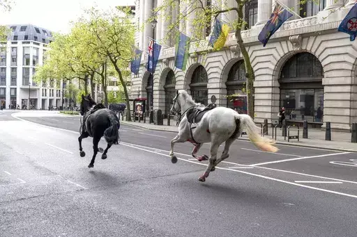 Two horses on the loose bolt through the streets of London near Aldwych, on Wednesday April 24, 2024. (Jordan Pettitt/PA via AP)