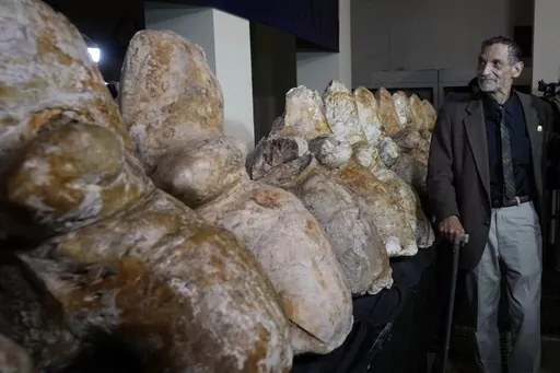 Paleontologist Mario Urbina poses for a photo next to the vertebrae of a newly found species named Perucetus colossus, or “the colossal whale from Peru”, during a presentation in Lima, Peru, Wednesday, Aug. 2, 2023. The bones were first discovered more than a decade ago by Urbina from the University of San Marcos’ Natural History Museum. An international team spent years digging them out from the side of a steep, rocky slope in the Ica desert, a region in Peru that was once underwater and 