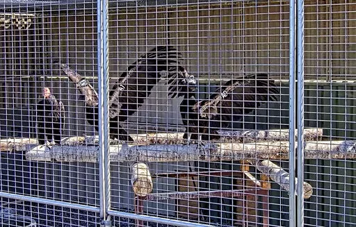 This image from a live web cam provided by Yurok Tribal Government shows California condors waiting for release in a designated staging enclosure, which is attached to the flight pen on Tuesday, May 3, 2022. The endangered California condor has returned to the skies over the state's far northern coast redwood forests for the first time in more than a century. Two captive-bred birds were released Tuesday in Redwood National Park, an hour’s drive south of the Oregon state line. (Yurok Tribal Gov